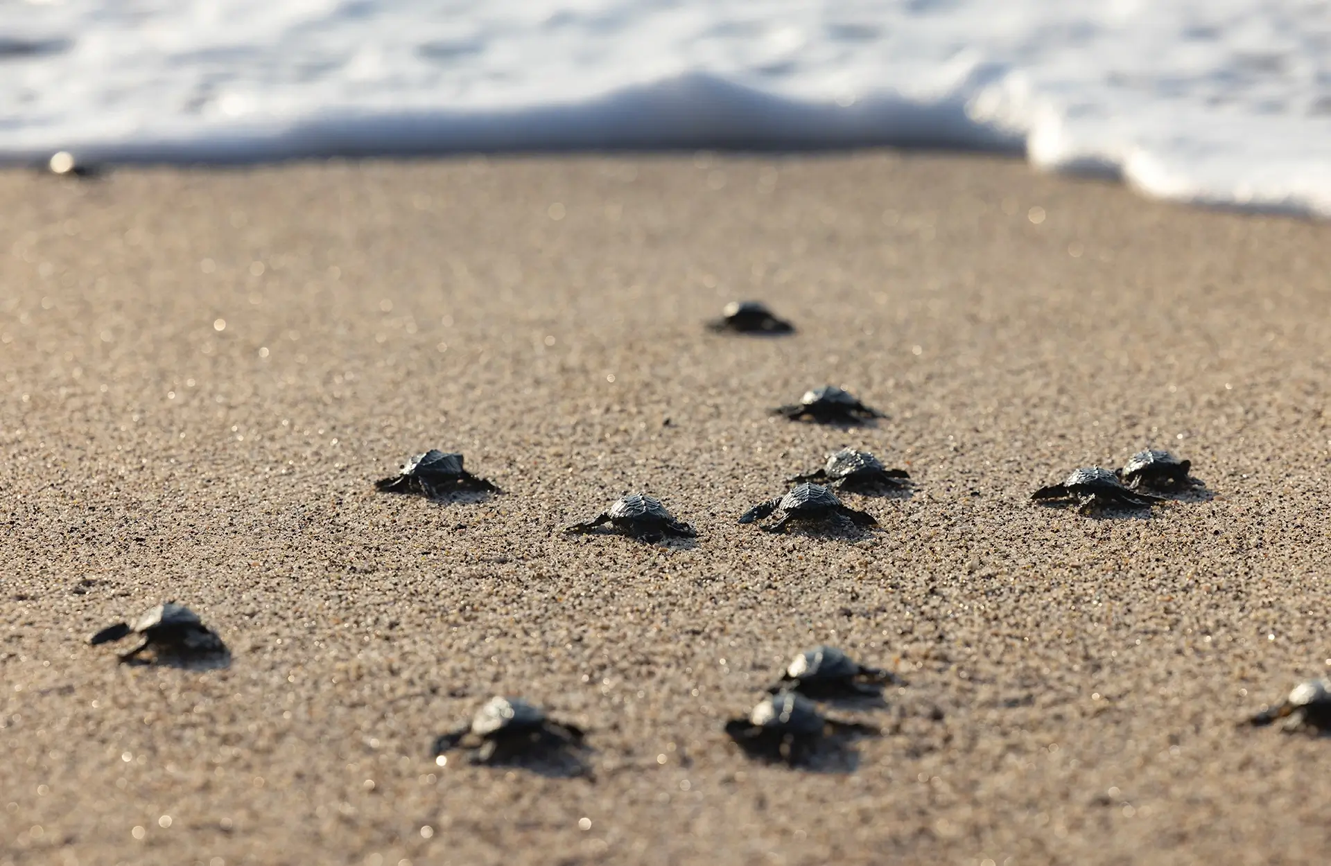 DINE Informe Anual 2024